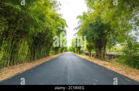 Foresta di bambù su entrambi i lati per camminare attraverso. Foto Stock