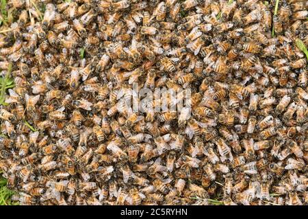 animale, api, api mellifera, sfondo, bello, bellezza, ape, alveare, bug, occupato, vicino, primo piano, primo piano, colonia, dettaglio, inghilterra, ambiente, Foto Stock