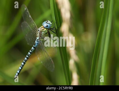 Un raro dragonfly del Southern Migrant Hawker, Aeshna affinis, che perching su una canna nel Regno Unito. Foto Stock