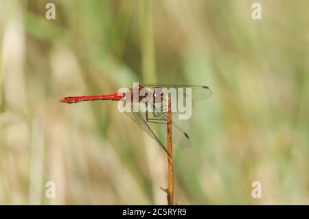 Un maschio di caccia Ruddy Darter Dragonfly, Sympetrum sanguineum, che perching sulla cima di un fusto di pianta. Foto Stock