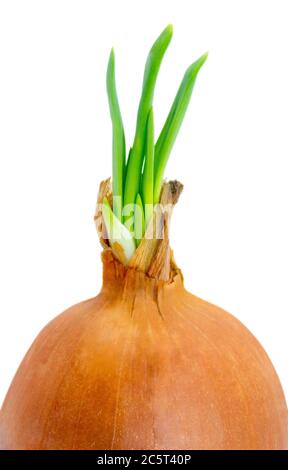 Una cipolla germogliando e cercando di crescere isolata su sfondo bianco. Tracciato di ritaglio. Foto Stock