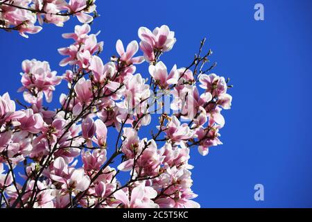 Blühender Magcolienbaum (Magcolia Kobus) vor blauem Himmel Foto Stock