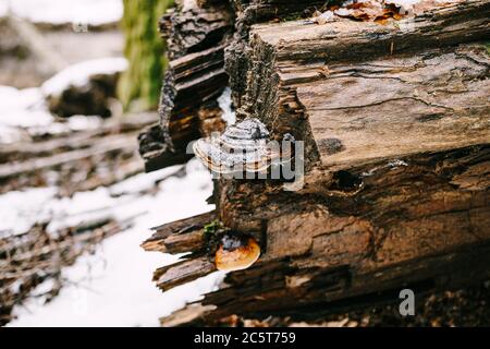 Funghi brillanti su un albero caduto nei boschi. Foto Stock