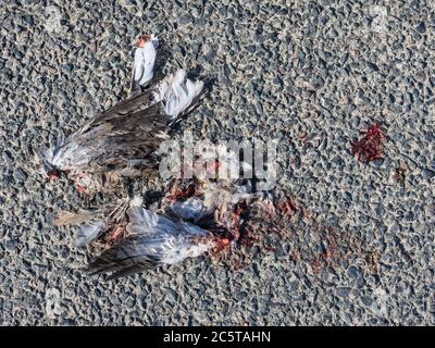 Piccione morto su strada. Foto Stock