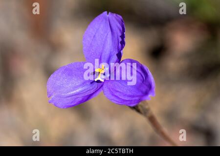 La Patersonia sericea, comunemente conosciuta come bandiera viola, iride nativa, bandiera viola-seta o bandiera nativa, è una specie di pianta della famiglia iridacea Foto Stock