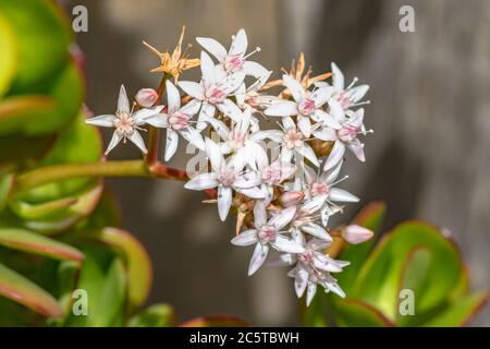 Fiori stellati da bianco a rosa su una pianta di giada. Foto Stock