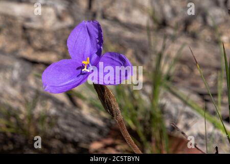 La Patersonia sericea, comunemente conosciuta come bandiera viola, iride nativa, bandiera viola-seta o bandiera nativa, è una specie di pianta della famiglia iridacea Foto Stock