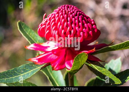 La Waratah è un'arbustina australiana la specie più conosciuta di questo genere è la Telopea speciosissima, che ha fiori rossi luminosi ed è la Foto Stock