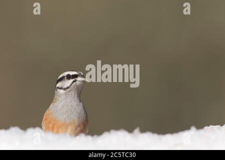 Cramenes, Leon/Spagna; 15 febbraio 2020. Il mungere (Emberiza cia) è un uccello della famiglia degli Emberizidae. Foto Stock