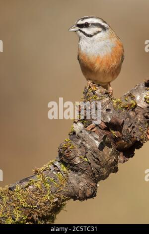 Cramenes, Leon/Spagna; 15 febbraio 2020. Il mungere (Emberiza cia) è un uccello della famiglia degli Emberizidae. Foto Stock