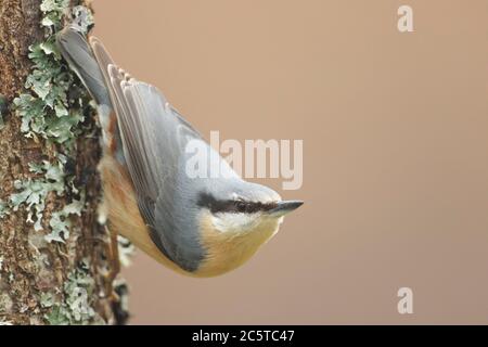 Cramenes, Leon/Spagna; 15 febbraio 2020. Il nuthatch eurasiatico (sitta europaea) è un piccolo uccello passerino che si trova in tutto il Paleartico Foto Stock