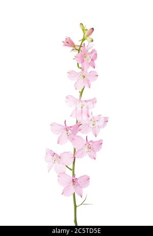 Delphinium rosa chiaro isolato su sfondo bianco. Foto Stock