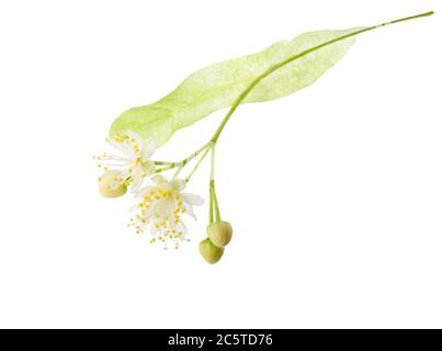 Tiglio (Tilia ) fiori isolati su sfondo bianco. Foto Stock