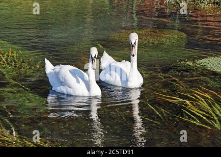 due cigni giovani in un fiume limpido Foto Stock