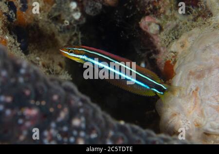 Bluestriped Fangblenny, Plagiotremus rhinorhynchos, in bottiglia, Sampiri 3 sito di immersione, Bangka Island, Sulawesi nord, Indonesia, Oceano Pacifico Foto Stock