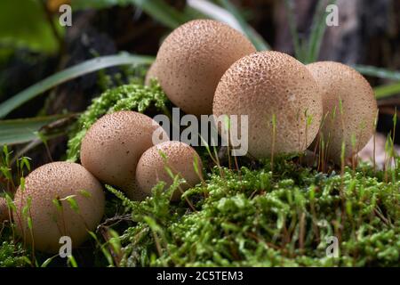 Funghi commestibili Lycoperdon piriforme nella faggeta. Conosciuto anche come palla di puffball a forma di pera o palla di puffball di moncone. Funghi sul legno. Foto Stock