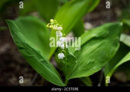Giglio della Valle - Convallaria majalis pianta con fiori bianchi e steli verdi in tarda primavera, macro shot. Foto Stock