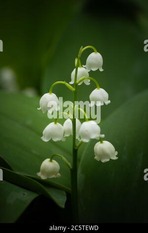 Giglio della Valle - Convallaria majalis pianta con fiori bianchi e steli verdi in tarda primavera, macro shot. Foto Stock