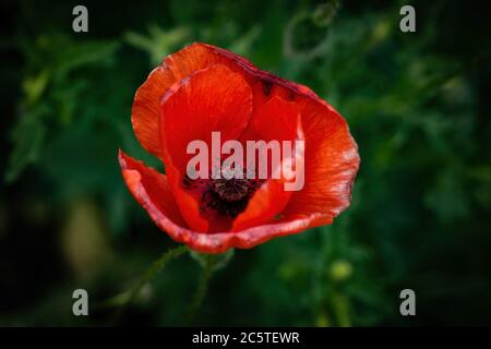 Papavero rosso fiore singolo, famiglia: Papaveraceae, macro shot. Foto Stock