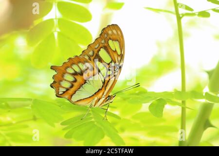 Steleni di Siproeta (malachite) appoggiati sulla foglia Foto Stock