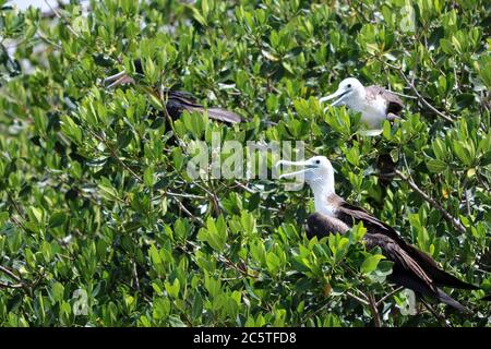 Coppia di magnifici fregatebirds (Fregata magnificens) in un albero di mangrovie Foto Stock