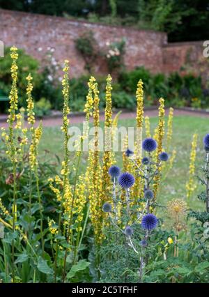 Il thistle del globo ruteniano, conosciuto anche come Echinops bannaticus, nello storico giardino murato presso i Giardini della Casa di Eastcote, nel Borough di Hillingdon, Regno Unito Foto Stock