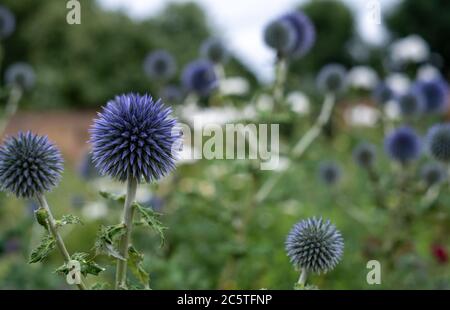 Il thistle del globo ruteniano, conosciuto anche come Echinops bannaticus, nello storico giardino murato presso i Giardini della Casa di Eastcote, nel Borough di Hillingdon, Regno Unito Foto Stock