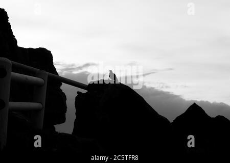 Pigeons di roccia comune (piccione comune) che riposa su una roccia, montagna della Tavola, Città del Capo Foto Stock