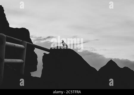 Pigeons di roccia comune (piccione comune) che riposa su una roccia, montagna della Tavola, Città del Capo Foto Stock
