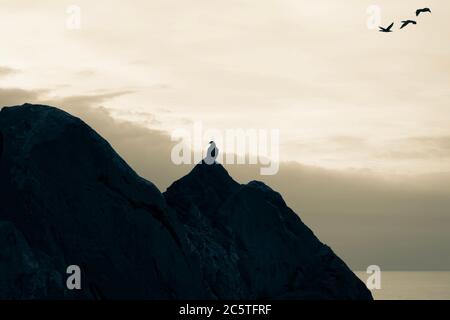Pigeons di roccia comune (piccione comune) che riposa su una roccia, montagna della Tavola, Città del Capo Foto Stock