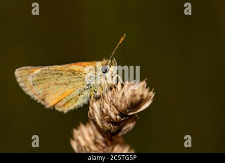 Piccolo skipper butterflfy, arroccato su una testa di erba nella campagna britannica Foto Stock