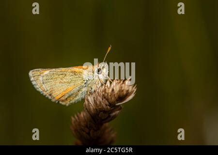 Piccolo skipper butterflfy, arroccato su una testa di erba nella campagna britannica Foto Stock