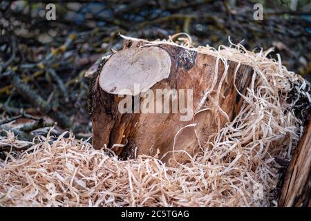 Parti di un tronco di albero segato, non smistato con un sacco di segatura. Foto Stock