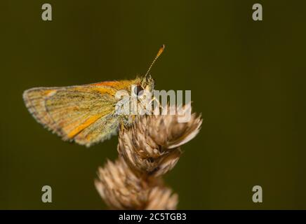 Piccolo skipper butterflfy, arroccato su una testa di erba nella campagna britannica Foto Stock