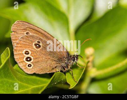 Ringlet Butterfly, appollaiato sull'erba in un prato britannico Foto Stock