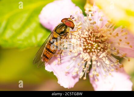 Hoverfly, Inesect, arroccato su una testa di fiore in un prato inglese, estate 2020 Foto Stock