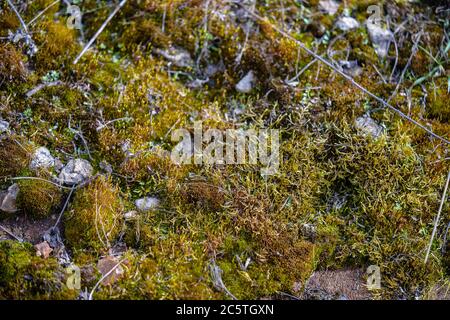 Muschio verde Foto Stock