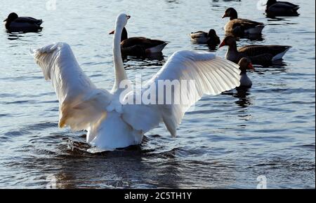 Mentre siete a Martin Mere Wildfowl e Wetlands Trust a Burscough, Lancashire. Ho scattato un Swan apparentemente "lampeggiante" a un gruppo di uccelli. Foto Stock