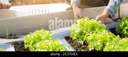 Mani closeup di giovane agricoltore asiatico uomo controllo fresco orto biologico in azienda, coltivazione lattuga verde per la raccolta agricoltura con bu Foto Stock