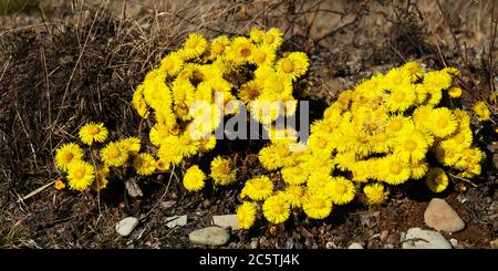 Primavera del Nord. Piede di palafio (Tussilago farfarfara) fiorisce prima. Tele di fiori gialli luminosi su terreno ancora morto Foto Stock