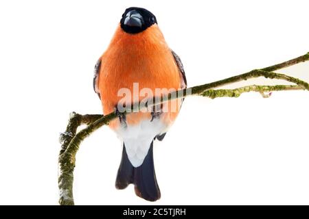 Il magnifico Bullfinch rosso (Snowbird, Pyrrhula pirrhula, maschio) in primavera che alleva piumaggio è un uccello preferito della gente nel Nord d'Europa. Porta Foto Stock