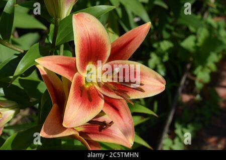 Lilium Montégo Bay Foto Stock