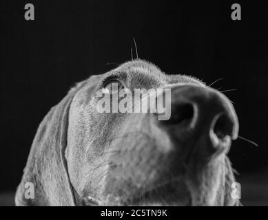 Weimaraner - Studio Dog Ritratti. Foto Stock