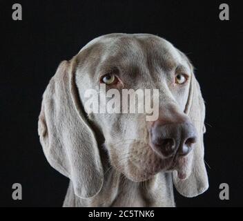 Weimaraner - Studio Dog Ritratti. Foto Stock