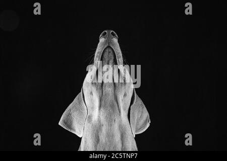 Weimaraner Looking Up (Nero + Bianco) Foto Stock