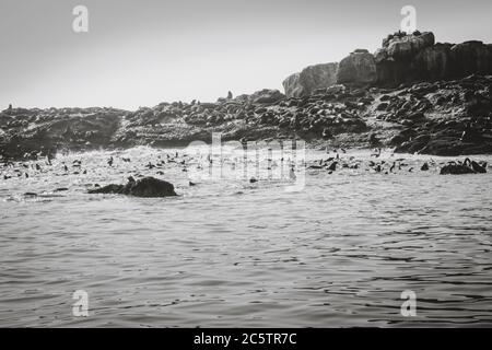 Vista dell'isola delle foche con le foche di Capo pellicano (Arctocephalus pusillus) sulla terra e in acqua, Mossel Bay, Sudafrica Foto Stock