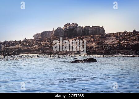 Vista dell'isola delle foche con le foche di Capo pellicano (Arctocephalus pusillus) sulla terra e in acqua, Mossel Bay, Sudafrica Foto Stock