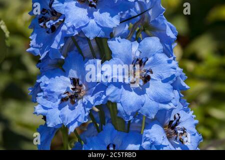 Delphinium 'Pandora' una pianta di fiori estivi erbacei blu, comunemente conosciuta come larkspur Foto Stock