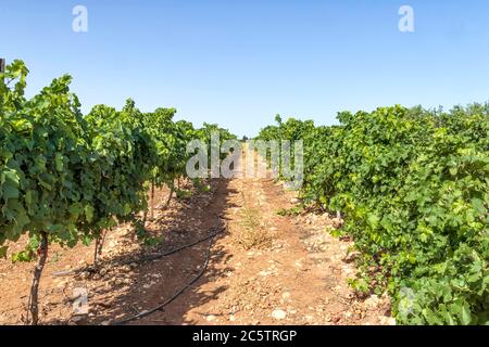 File di vite con grappoli di uve non mature nella chiocciatura del vigneto Foto Stock