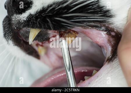 Primo piano di tartaro o di calcolo grave con infiammazione su un dente di guancia decaduto nella bocca di un gatto. Un elevatore dentale mostra il molare Foto Stock